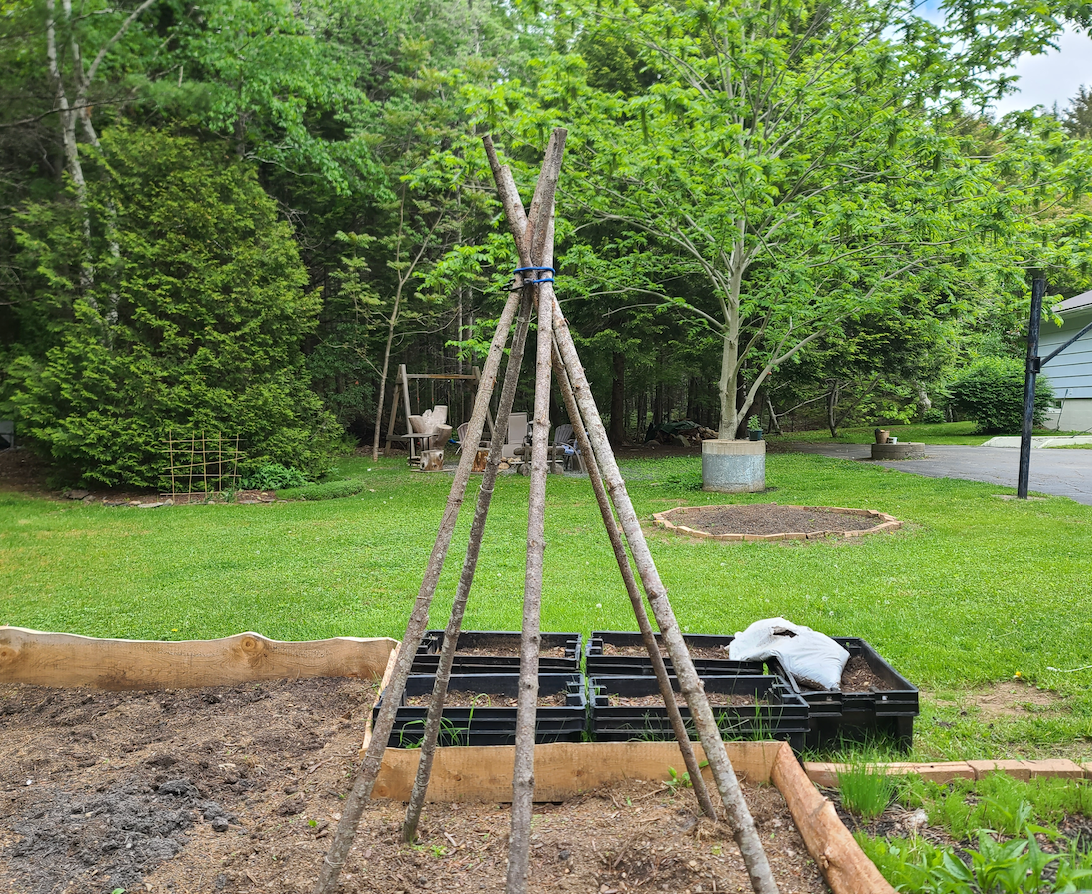 Vine teepee garden structure with climbing plants and seed variety pack