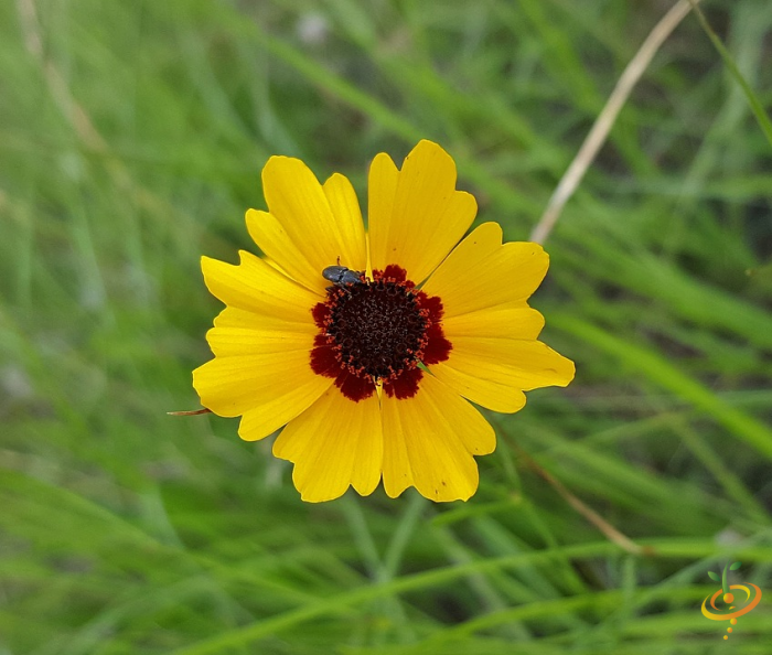Wildflowers SeedsNow exotic mountain scatter garden seed mix with colorful coreopsis and wildflower varieties in a garden setting