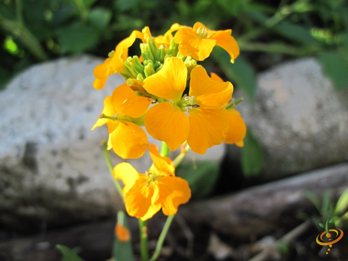 Wildflowers dryland scatter garden seed mix by SeedsNow featuring vibrant Siberian Wallflower flowers in bloom.