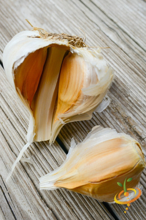 Organic Elephant garlic bulb with soft neck, showcasing large white cloves and textured skin, from SeedsNow-Garlic.