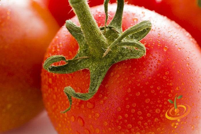 Rio Grande Tomato Seeds (Determinate) | Close-up of fresh red Rio Grande Tomato with water droplets