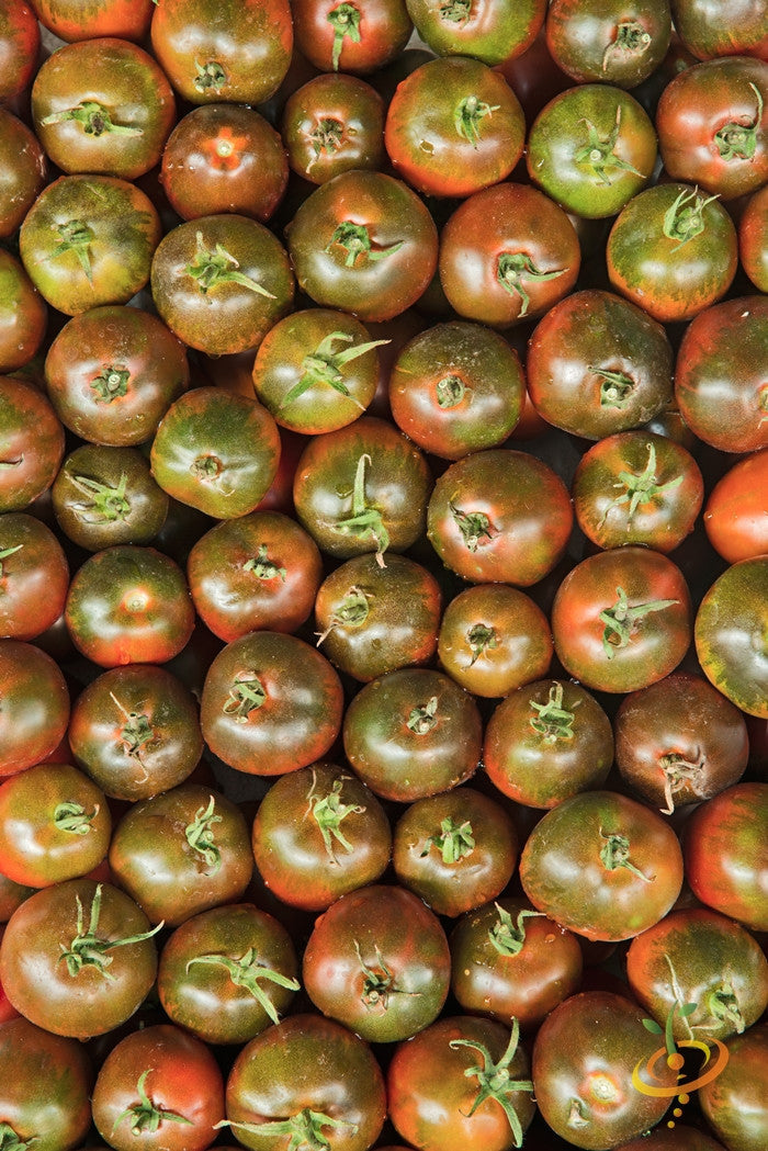 Cherry Chocolate indeterminate tomato seeds from SeedsNow, showing vibrant ripe cherry tomatoes on the vine.