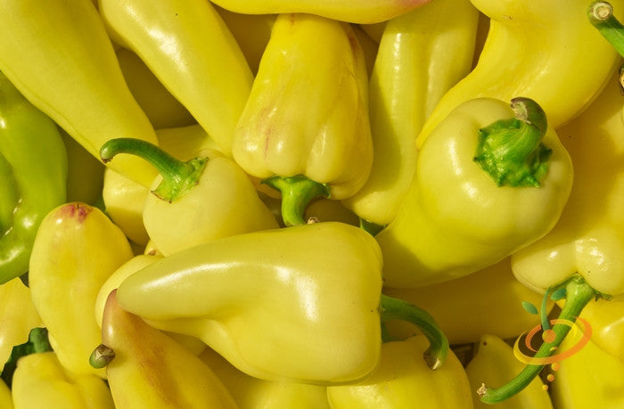 Close-up of fresh yellow jalapeΓ±o peppers (Caloro variety) piled together