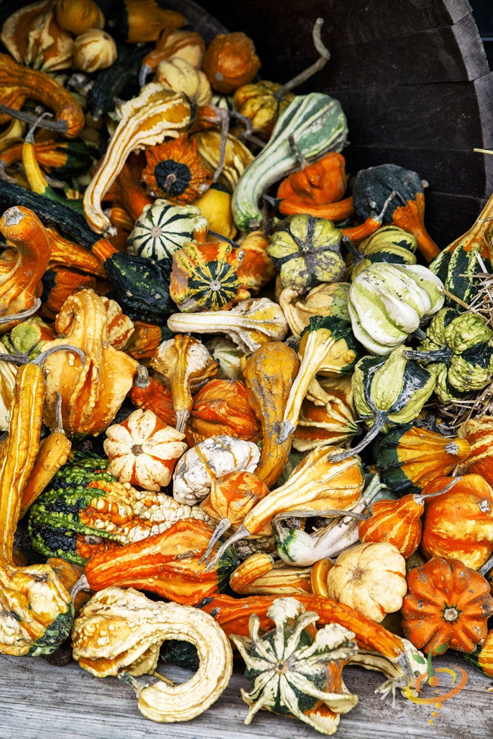 Mixed small gourds of various shapes and colors in a wooden container