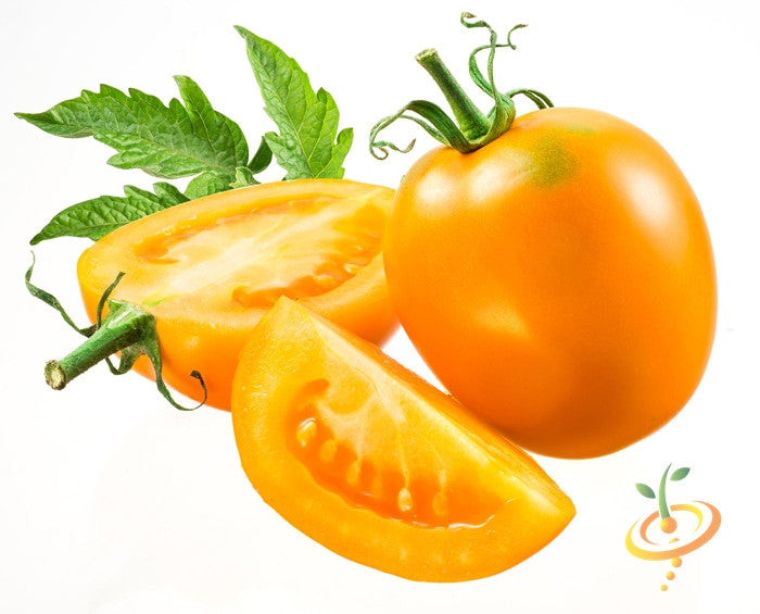 Golden Sunray indeterminate tomato seeds from SeedsNow, showing vibrant ripe tomatoes on the vine.