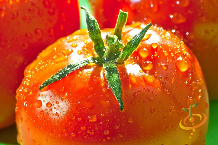 Close-up of fresh VR Moscow Tomato with water droplets on its vibrant red skin and green stem