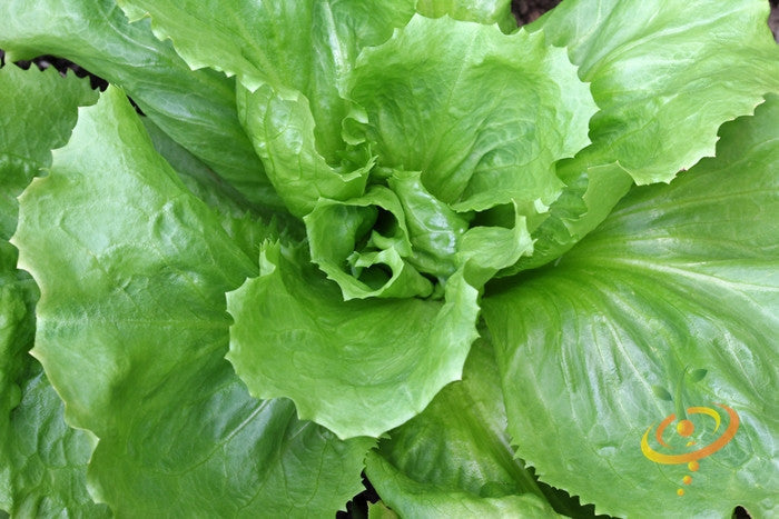 Broadleaf endive plant with lush green leaves, grown from SeedsNow Classic endive seeds, ready for harvest