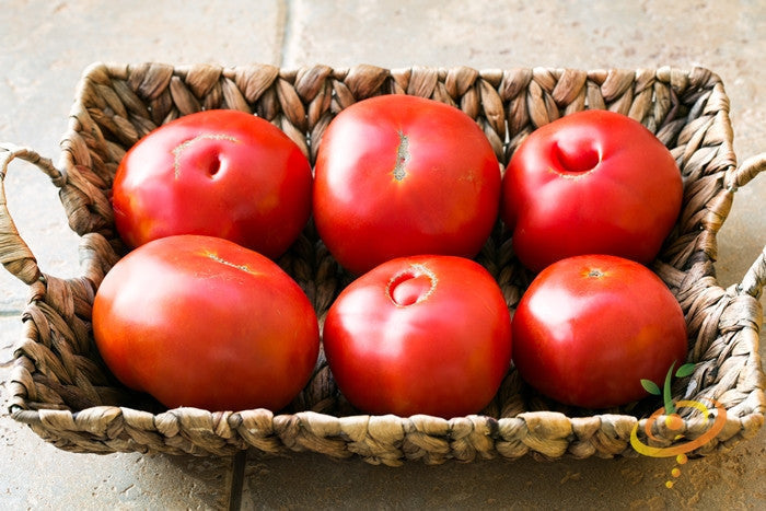 Homestead determinate tomato seeds by SeedsNow, showing vibrant green seedlings ready for planting.