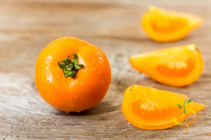 Golden Sunray indeterminate tomato seeds from SeedsNow, with vibrant ripe tomatoes on the vine.