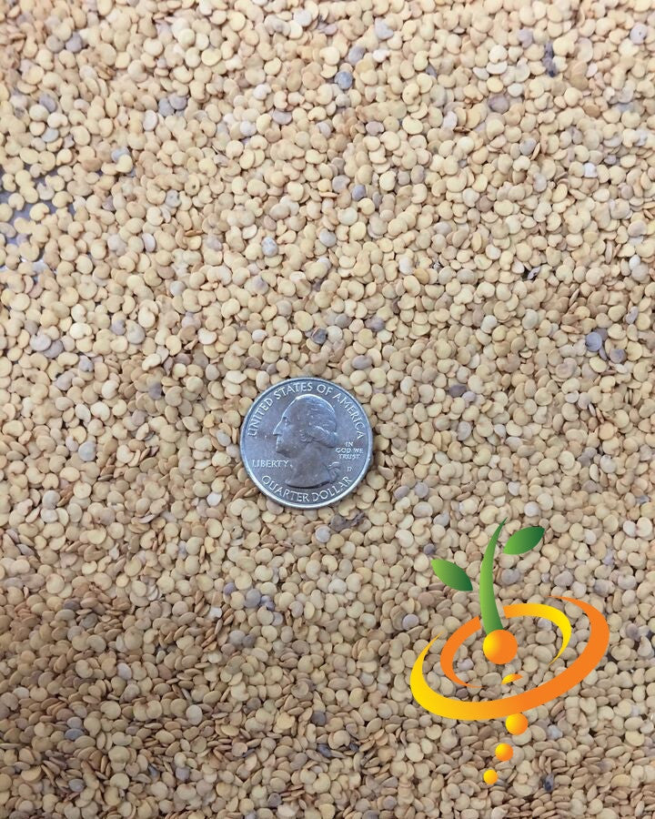 Close-up of round mauve eggplant (aubergine) seeds with US quarter for size comparison