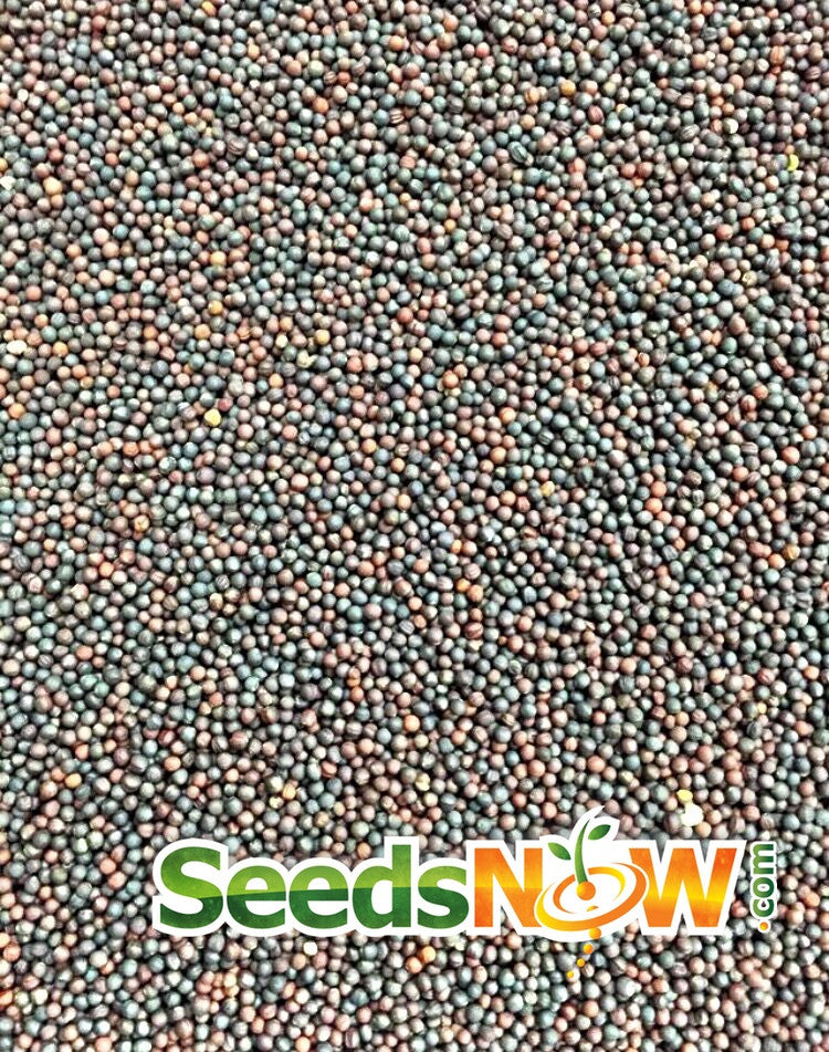 Close-up of Rutabaga American Purple Top seeds in a dense cluster with SeedsNow logo.