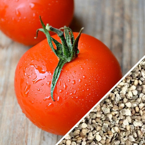 Fresh Atkinson indeterminate tomato seeds from SeedsNow, showcasing vibrant, healthy tomato seedlings ready for planting.
