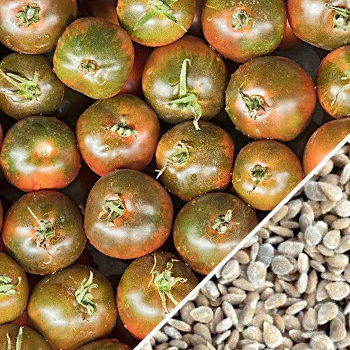Cherry chocolate tomato seeds from SeedsNow, showing small dark purple, nearly black cherry tomato seeds on a white background.