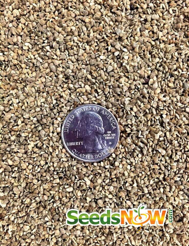 Green Grape tomato seeds from SeedsNow, indeterminate variety, showing small green grape-shaped tomato seeds in the package.