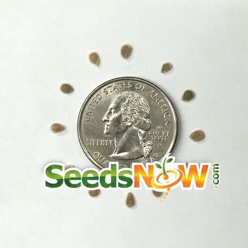 Green striped Zebra tomato seeds from SeedsNow, showcasing vibrant semi-determinate tomatoes with distinctive green and white stripes.