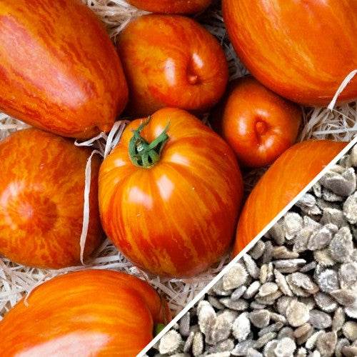 High quality heirloom organic Tomato Tigerella seeds with distinctive orange-striped red tomatoes on straw background