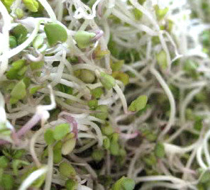 Close-up of fresh nutrient-rich sprouts from the All-in-One Sprouts Seed Bank with sprouting jar kit