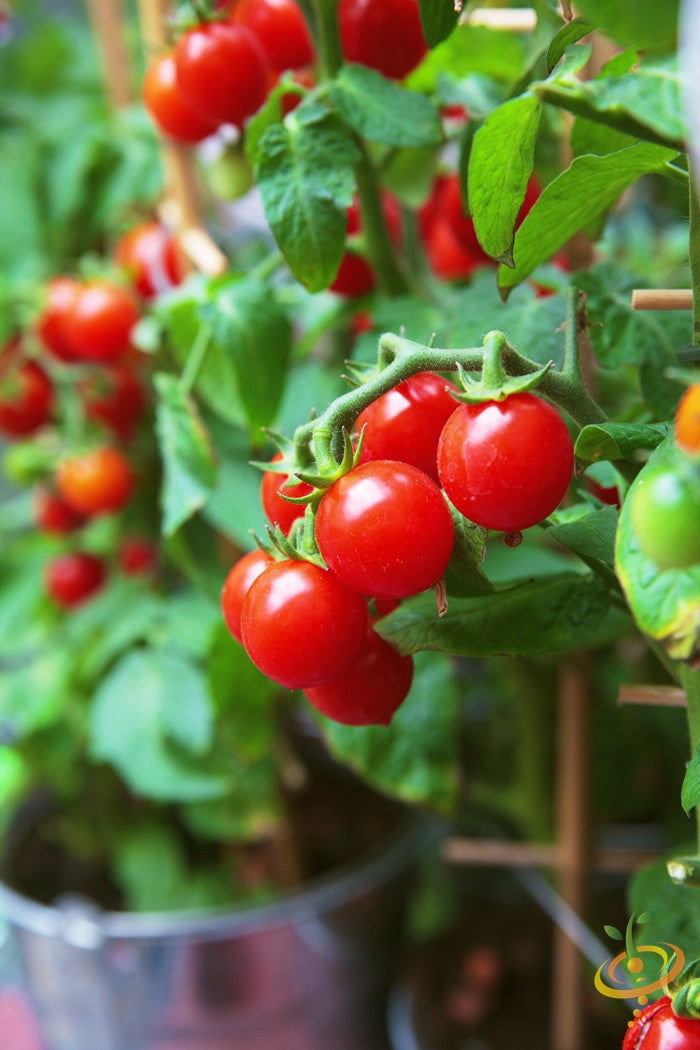 Indeterminate Gardener's Delight Sugar Lump tomato seeds by SeedsNow, showing vibrant ripe tomato clusters on the plant.
