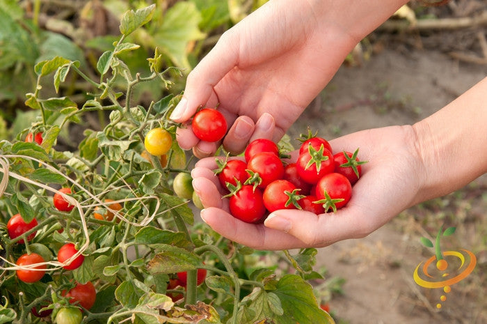 Gardener's Delight indeterminate tomato seeds by SeedsNow, showing ripe red tomatoes on the vine with lush green leaves.