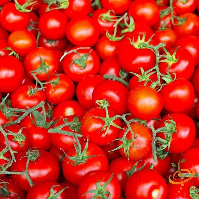 Shop Marglobe Supreme tomato seeds for sale online in USA. Indeterminate fresh eating, canning, or sun-drying! Open-pollinated USA-quality, NON-GMO organic seeds & more!