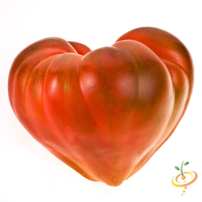 Pink Oxheart tomato seeds from SeedsNow, showing vibrant, fresh indeterminate tomato seeds in a natural setting.