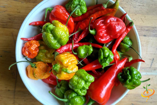 All-in-One WORLD'S Hottest Peppers 🥵🔥🌶️ Variety Pack