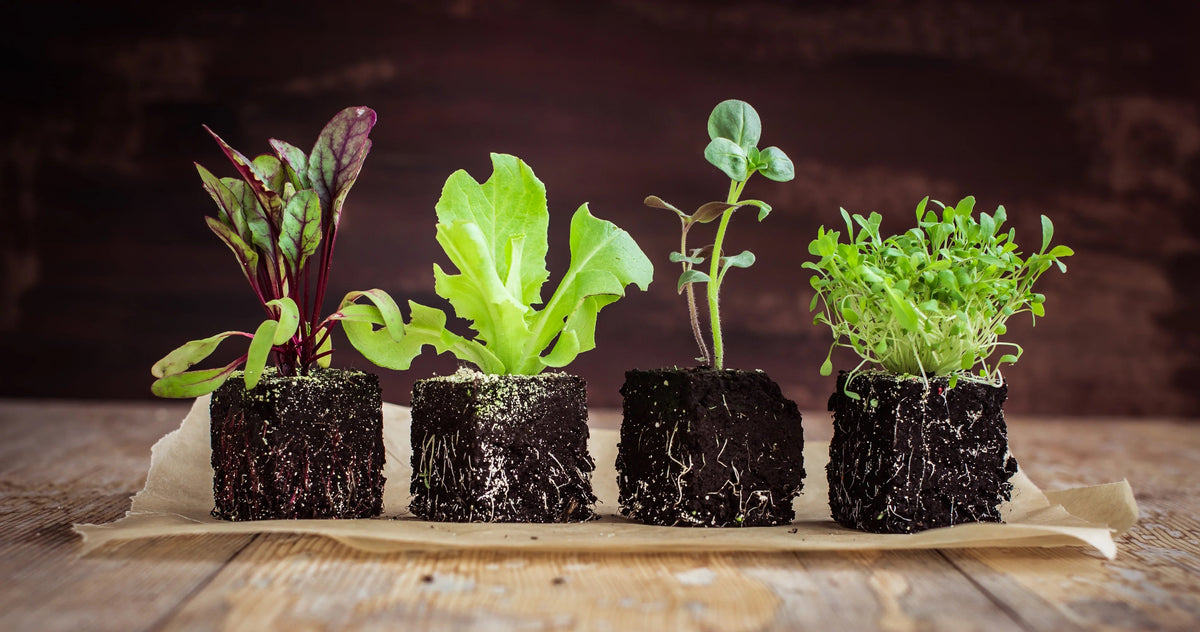 Custom Seed Bank - SeedsNow.com - *Seed Banks