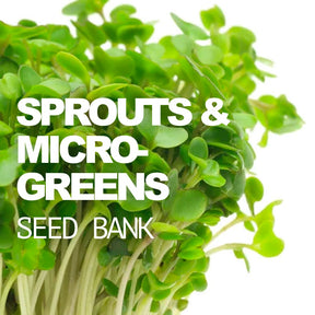 All-in-one sprouts seed bank with six popular sprouting seed varieties and large glass mason jar for easy microgreens growth