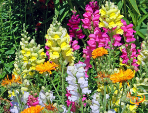 Wildflowers - Hummingbird & Butterfly Scatter Garden Seed Mix - SeedsNow.com