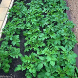 Potato (Mid-Season) - Russet Burbank (ORGANIC) - SeedsNow.com