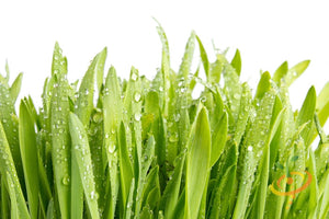 Sprouts/Microgreens - Barley Grass.