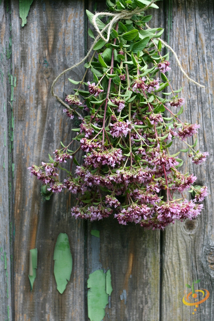 Oregano - Italian.