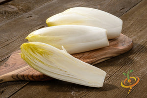 Chicory - Witloof, White.