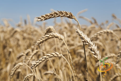 Close-up of hard red wheat seeds in a golden wheat field under clear sky