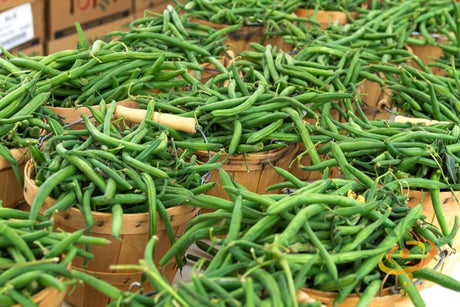 Tendergreen Bush Bean fresh green beans in wooden baskets at market