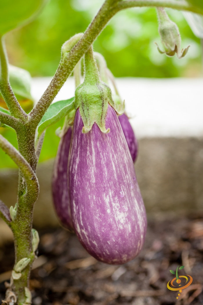 Eggplant - Pandora Striped.