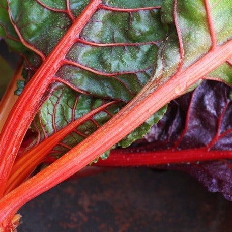 Swiss Chard - Ruby Red - SeedsNow.com