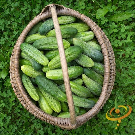 Cucumber - Boston Pickling - SeedsNow.com