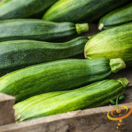 Squash (Summer) - Black Beauty Zucchini - SeedsNow.com