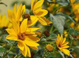 Flowers - Sunflower, Maximillian - SeedsNow.com