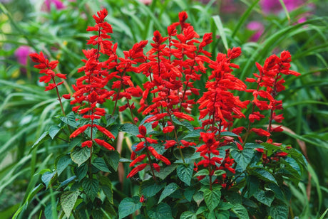 Scarlet Sage flower seeds from SeedsNow-Flowers, close-up of vibrant red and green seed packaging with plant illustrations