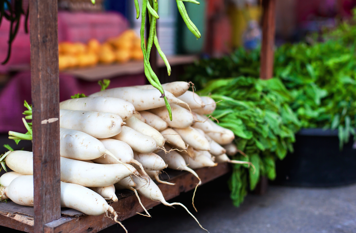 Radish - Japanese Minowase/Daikon "Big Root".