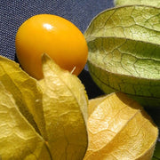 Tomatillo - Ground Cherry - SeedsNow.com