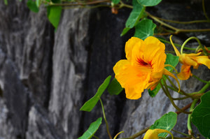 Nasturtium - Peach Melba - SeedsNow.com