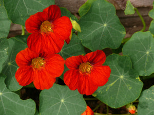 Nasturtium - Empress of India - SeedsNow.com