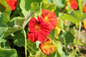 Nasturtium - Glorious Gleam - SeedsNow.com