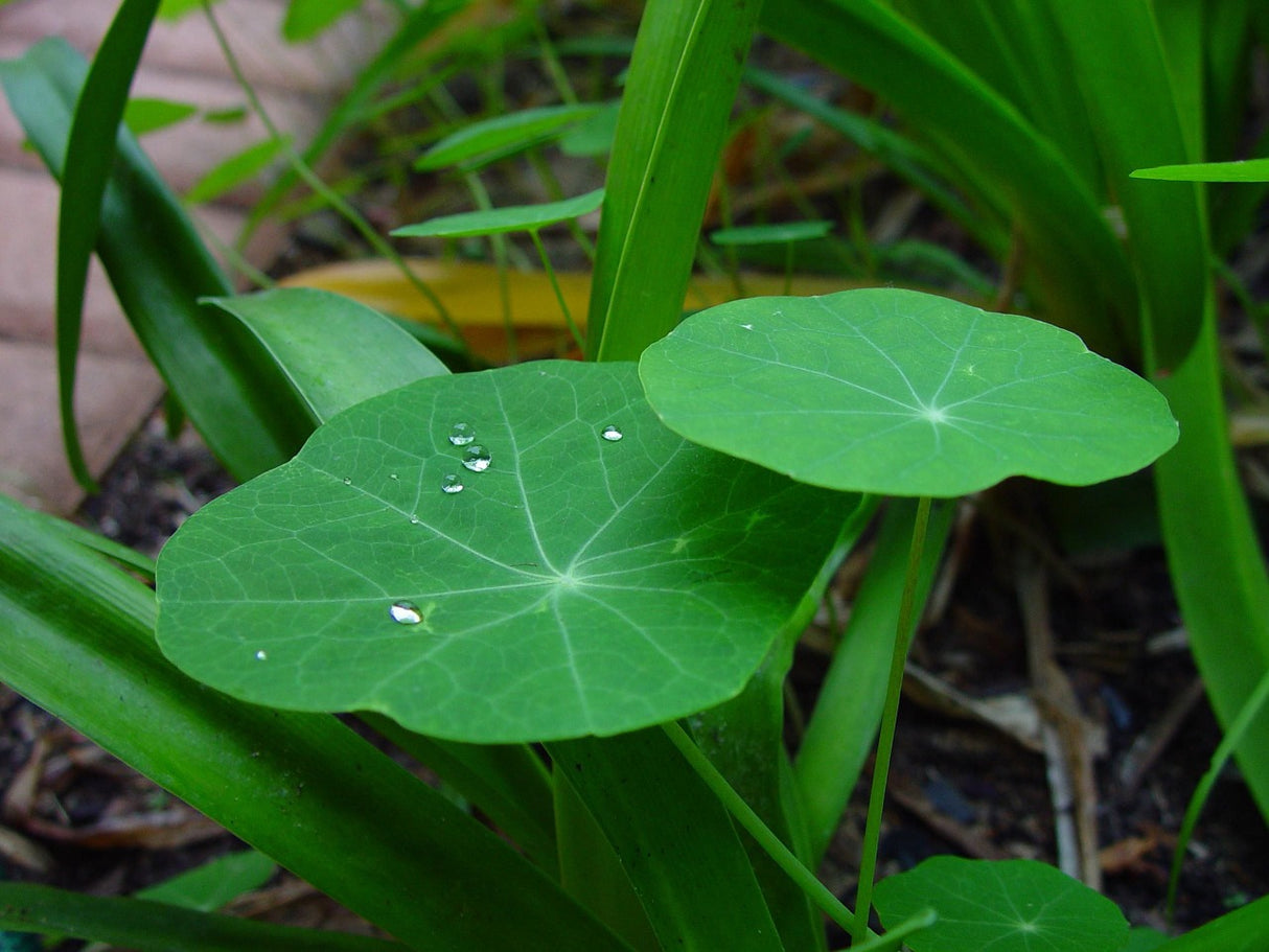 Nasturtium - Peach Melba - SeedsNow.com