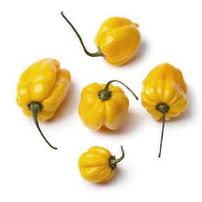 Yellow Scotch Bonnet hot pepper seeds from SeedsNow, shown in the image with vibrant yellow peppers and seed packets.
