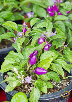 Pepper - Pretty Purple (HOT).