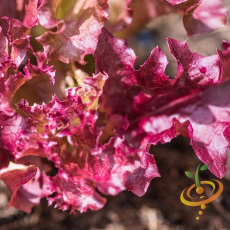 Lettuce - Lollo Rossa - SeedsNow.com